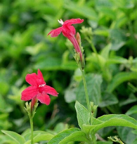 紅花綠葉成語|樹木的成語及解釋彙總